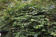 Lasianthus acuminatus